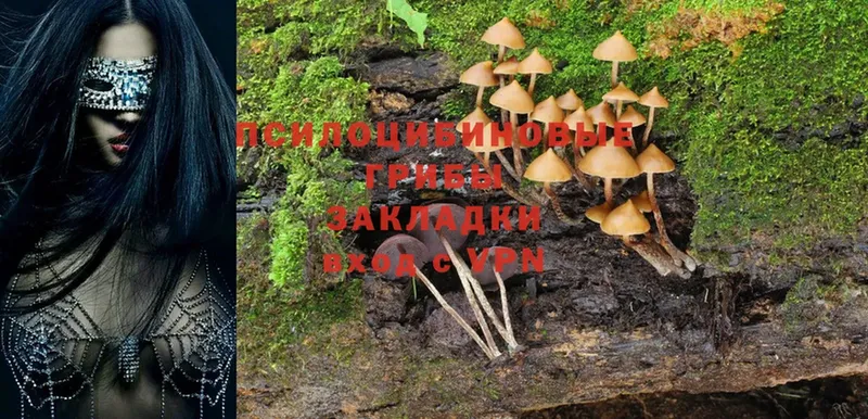 Галлюциногенные грибы Cubensis  купить   Коммунар 